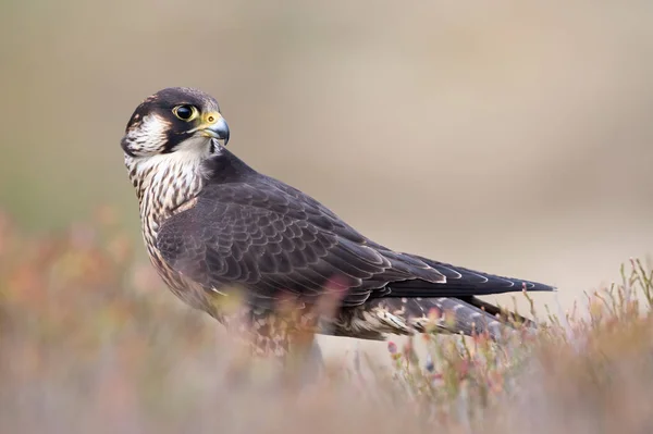 Falcon Peregrino Falco Peregrines Enmarcado Por Brezo Borroso —  Fotos de Stock