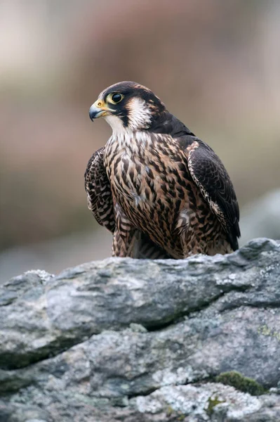 페레그린 독수리 Falco Peregrines 지대에서 주변을 측량하는 — 스톡 사진
