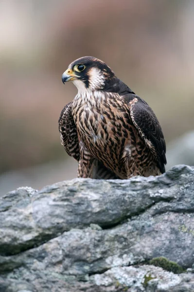 Faucon Pèlerin Falco Peregrines Arpentant Les Environs Partir Haut Rebord — Photo