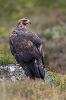 Altın Kartal (Aquila chrysaetos) fundalıkta büyük bir kayanın üzerine tünemişti.