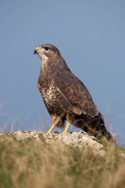 Yaygın Şahin (Buteo buteo) bir tepenin tepesine tünemiştir.