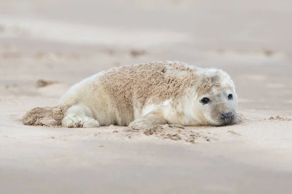 Newborn Atlantic Grey Seal Pup Halichoerus Grypus — Stockfoto