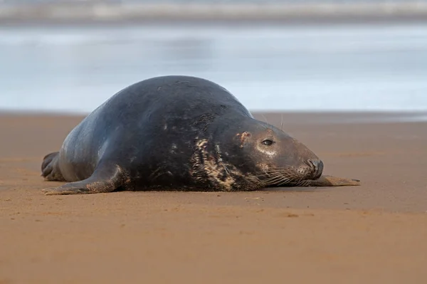 Macho Atlantic Grey Seal Halichoerus Grypus Borde Del Mar Temporada — Foto de Stock