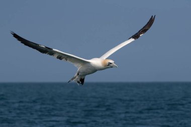 Northern Gannet (Morus bassanus) in flight above the ocean, photographed from the deck of a ship