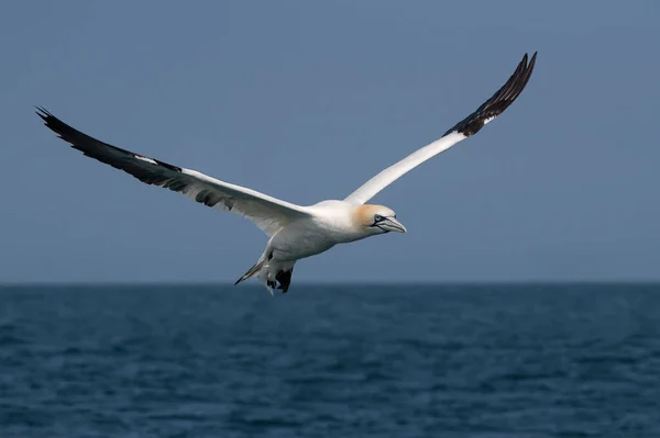 Gannet Del Norte Morus Bassanus Vuelo Sobre Océano Fotografiado Desde — Foto de Stock