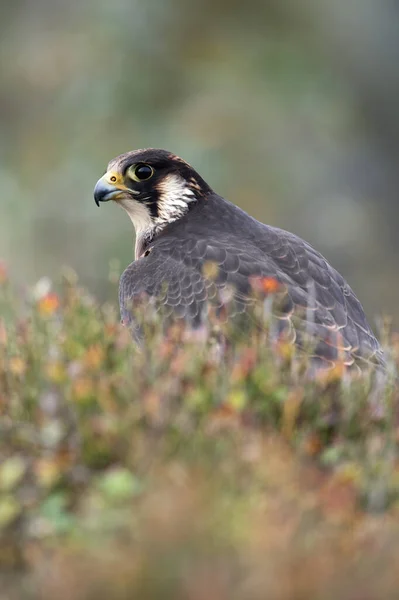 Falcão Peregrino Peregrinos Falco Emoldurado Por Urze Borrada — Fotografia de Stock