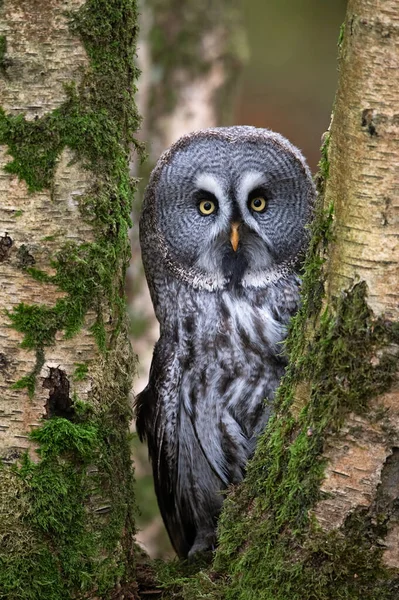 Great Grey Owl Strix Nebulosi Looking Birch Trees Deep Centre — Stock Photo, Image