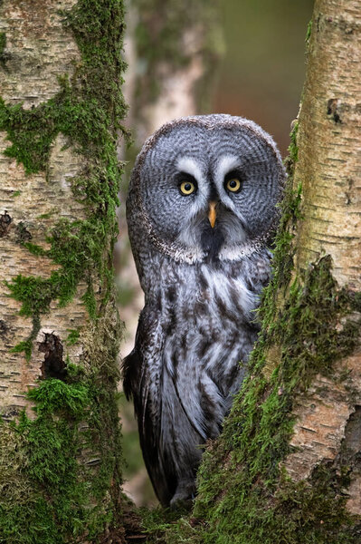 Great Grey Owl (Strix nebulosi) looking through birch trees deep in the centre of a forest