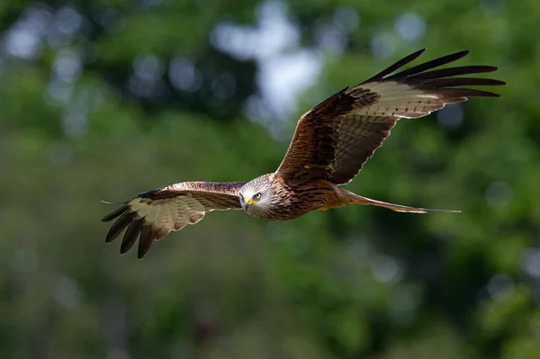 Cometa Roja Milvus Milvus Volando Por Bosque —  Fotos de Stock