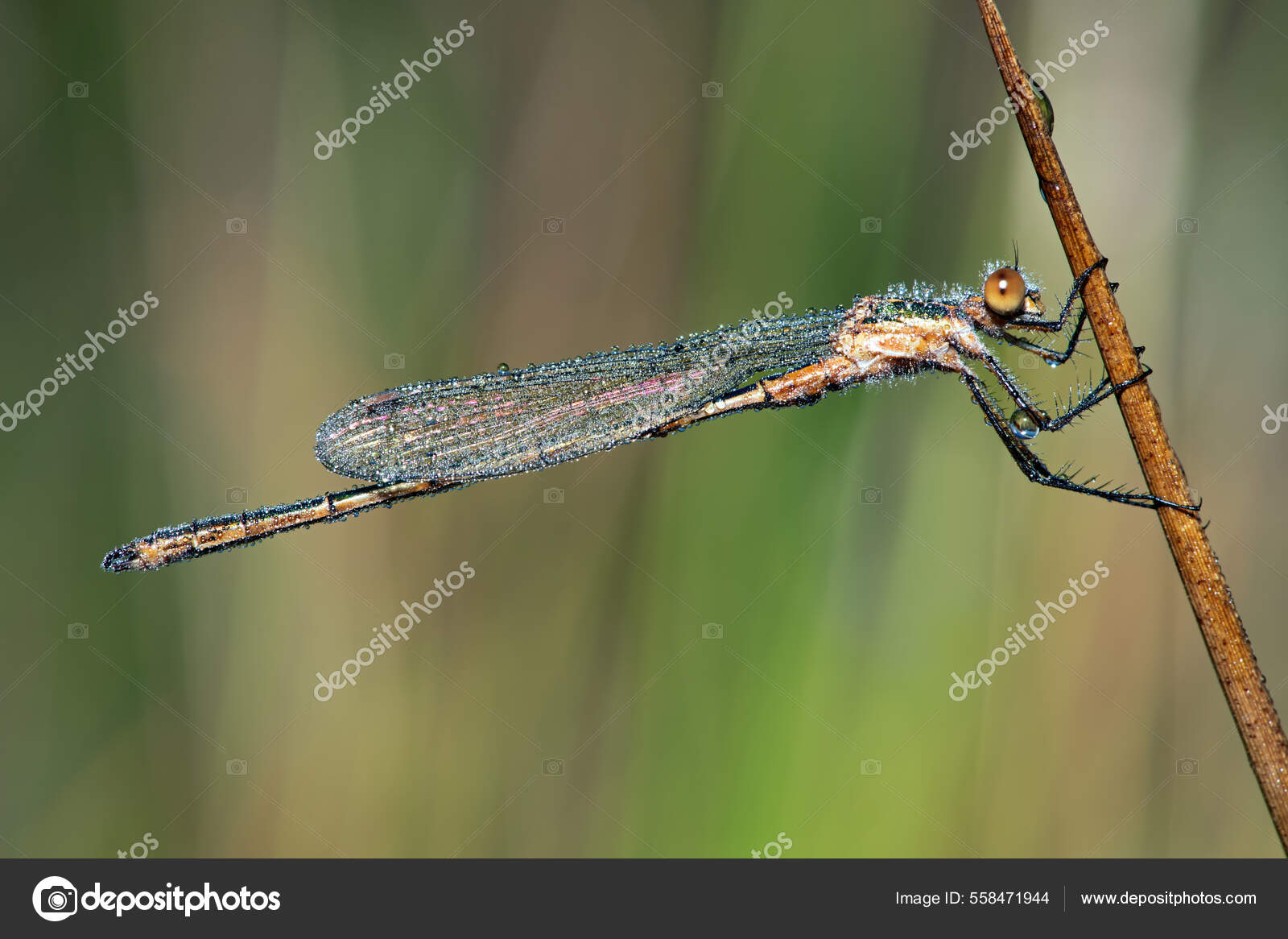 Emerald Damselfly Lestes Sponsa Covered Glistening Morning Dew