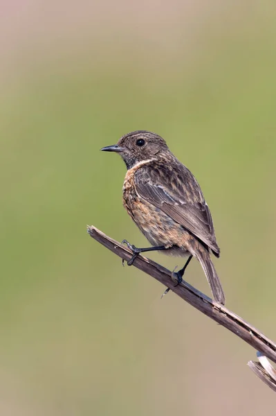 Stonechat Femelle Saxicola Rubicola Dans Lande Heather District Peak — Photo