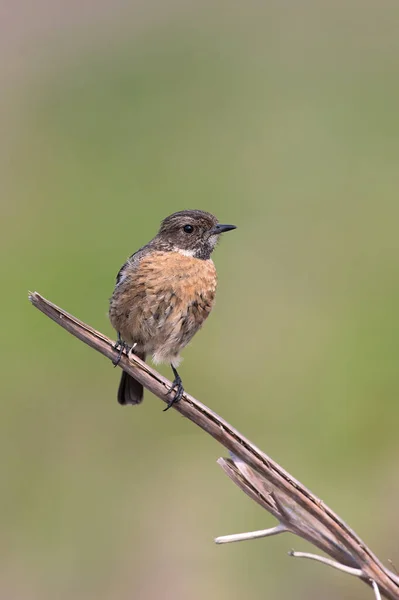 Female Stonechat Saxicola Rubicola Heather Moorland Peak District — Stock Photo, Image