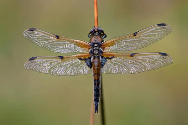 Four Spotted Chaser Dragonfly Libellula Quadrimaculata Sparkling Early Morning Light — Stockfoto