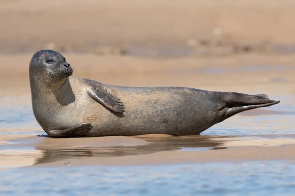 Seal Harbour Phoca Vitulina Trascinato Sulle Sabbie Della Costa Del — Foto Stock