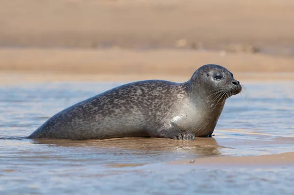 Harbour Seal Phoca Vitulina Wird Aus Dem Sand Der Küste — Stockfoto