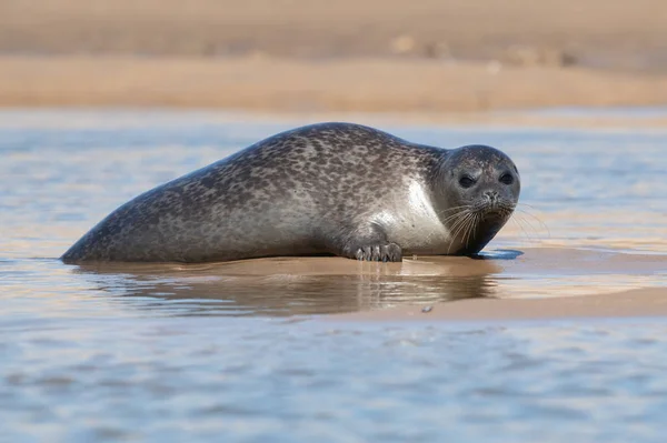 Sello Del Puerto Phoca Vitulina Arrastrado Sobre Las Arenas Costa — Foto de Stock