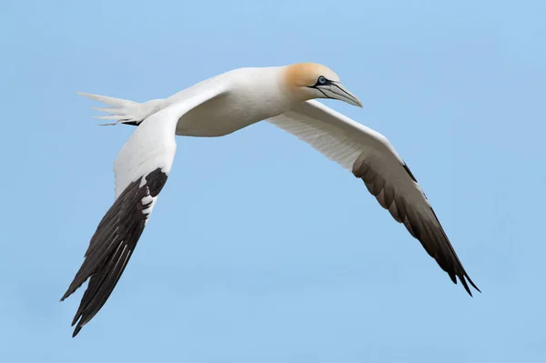 Severní Gannet Morus Bassanus Letu Nad Křídovými Útesy Bemptonu — Stock fotografie