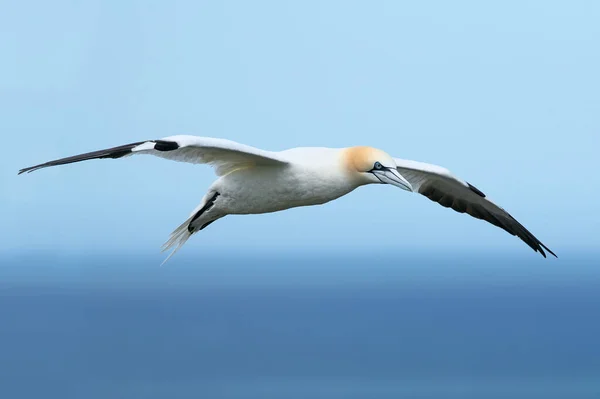 北Gannet Morus Bassanus 在班普敦的粉笔悬崖上飞行 — 图库照片