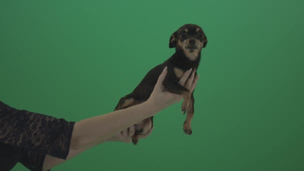 Chihuahua funny videos cheap