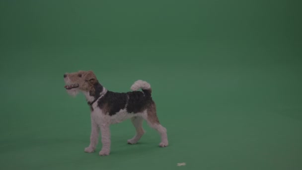Wire Fox Terrier Fed Green Screen Isolated Background — стоковое видео