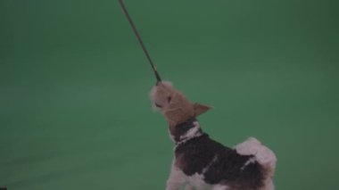 Yeşil ekranda oynayan Fox Terrier teli izole edilmiş arkaplan