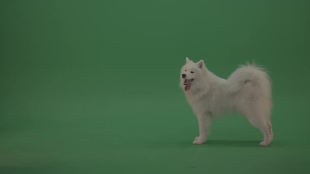 Porträtt Söt Samojerad Hund Grön Bakgrund — Stockvideo