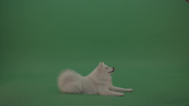 Portré Egy Aranyos Samoyed Kutya Zöld Háttér — Stock videók