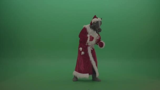 Man Santa Claus Costume Horse Mask Dancing Isolated Green Background — Wideo stockowe