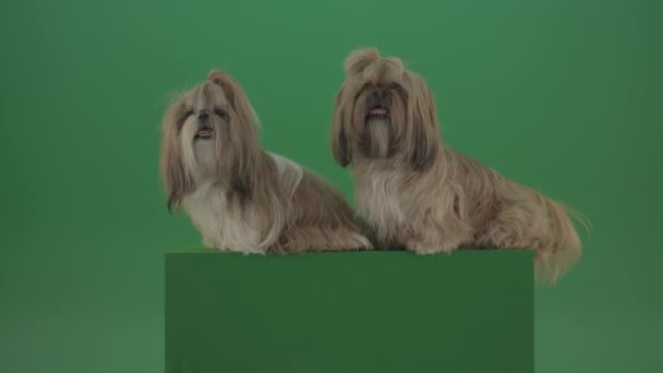 Dogs Shih Tzu Chilling Green Screen Isolated Background — Stockvideo