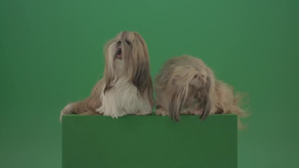 Kutyák Shih Tzu Hűtés Zöld Képernyőn Elszigetelt Háttér — Stock videók