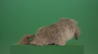 köpek Shih Tzu yeşil ekranda donuyor izole edilmiş arkaplan