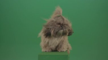 köpek Shih Tzu yeşil ekranda donuyor izole edilmiş arkaplan