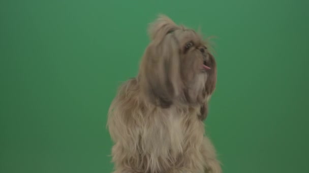 Köpek Shih Tzu Yeşil Ekranda Donuyor Izole Edilmiş Arkaplan — Stok video
