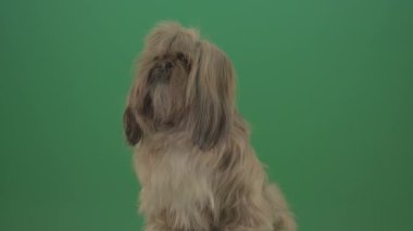 köpek Shih Tzu yeşil ekranda donuyor izole edilmiş arkaplan