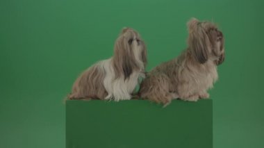 Köpekler Shih Tzu yeşil ekran üzerinde soğutma izole arka plan