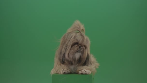 Dog Shih Tzu Chilling Green Screen Isolated Background — Stockvideo