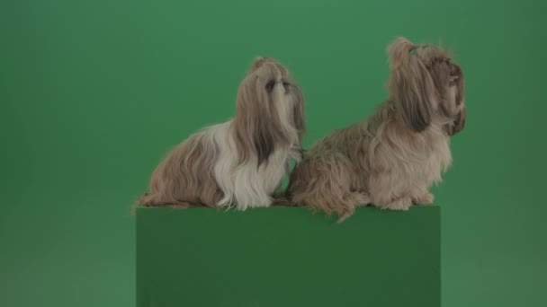 Dogs Shih Tzu Chilling Green Screen Isolated Background — 图库视频影像