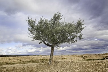 zeytin ağacı ile gök