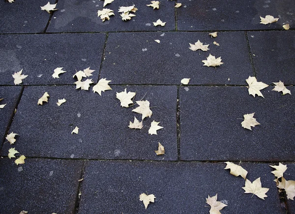 Herbstblätter — Stockfoto