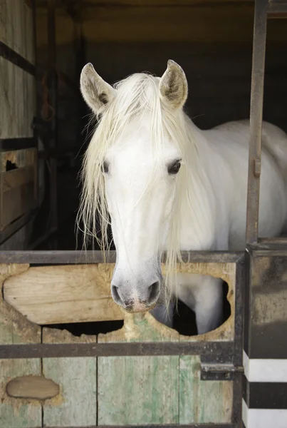 Horse Head — Stock Photo, Image