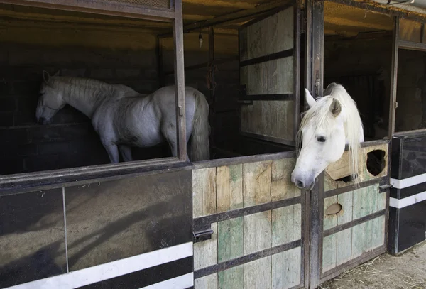 Horses Farm — Stock Photo, Image