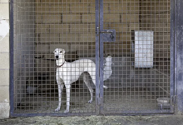 Greyhound caged — Stock Photo, Image