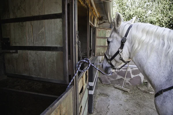 Horse Farm — Stock Photo, Image