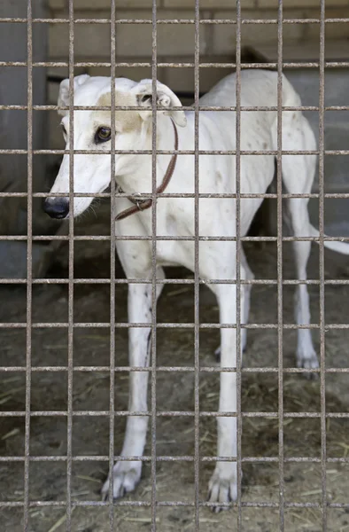 Greyhound bloqueado — Foto de Stock