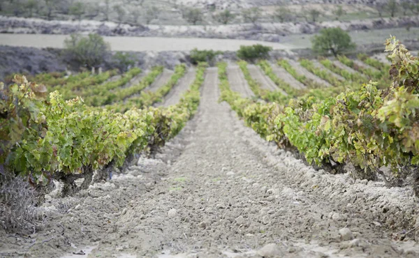 Wijn wijngaard — Stockfoto