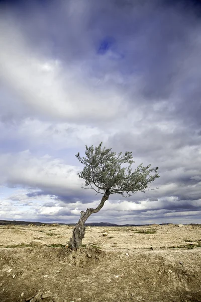 doğada zeytin ağacı