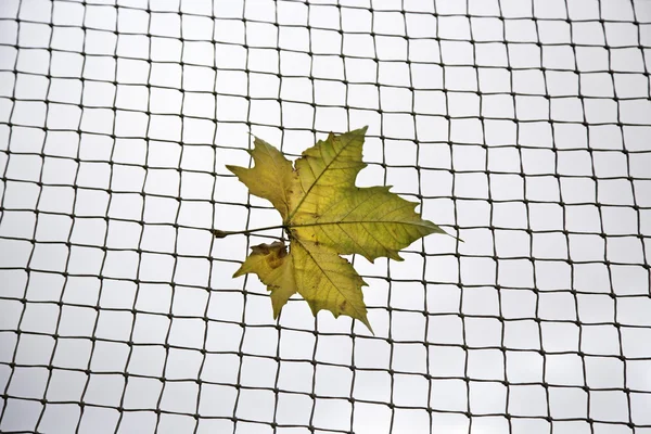 Feuille d'automne — Photo