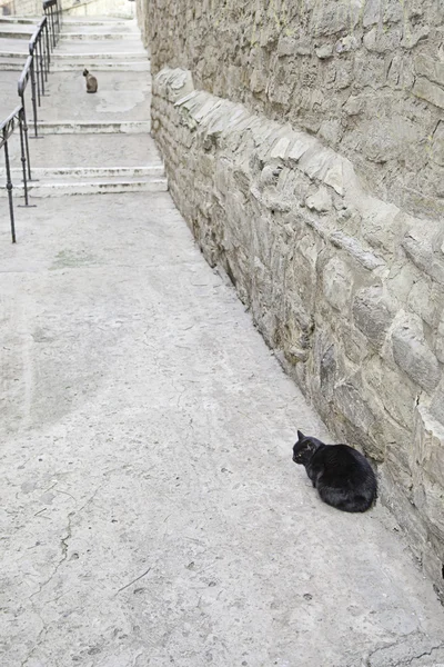 Ciudad gatos — Foto de Stock