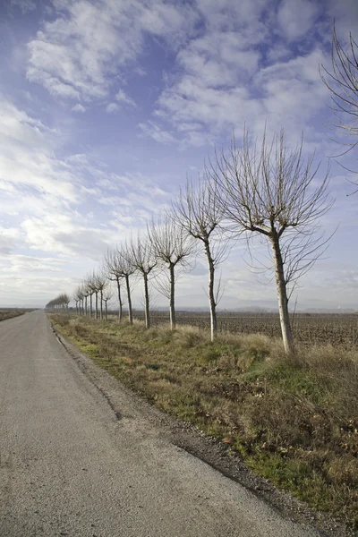 Camino de los árboles en el bosque — Foto de Stock