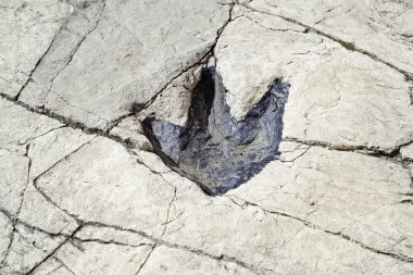 fosilleşmiş dinozor ayak izi